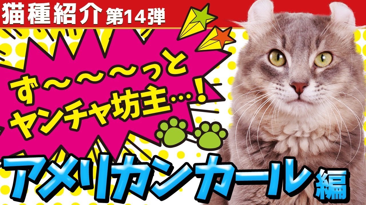 【ひたすら甘えん坊な猫種！"アメリカンカール"】猫の魅力紹介第14弾！飼う時に気を付けたい項目も猫ブリーダーが解説します！