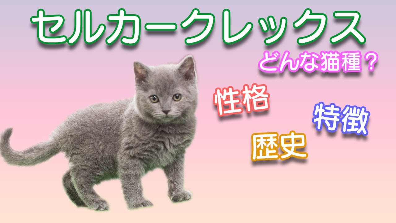 セルカークレックスってどんな猫種？性格、特徴、歴史等解説！