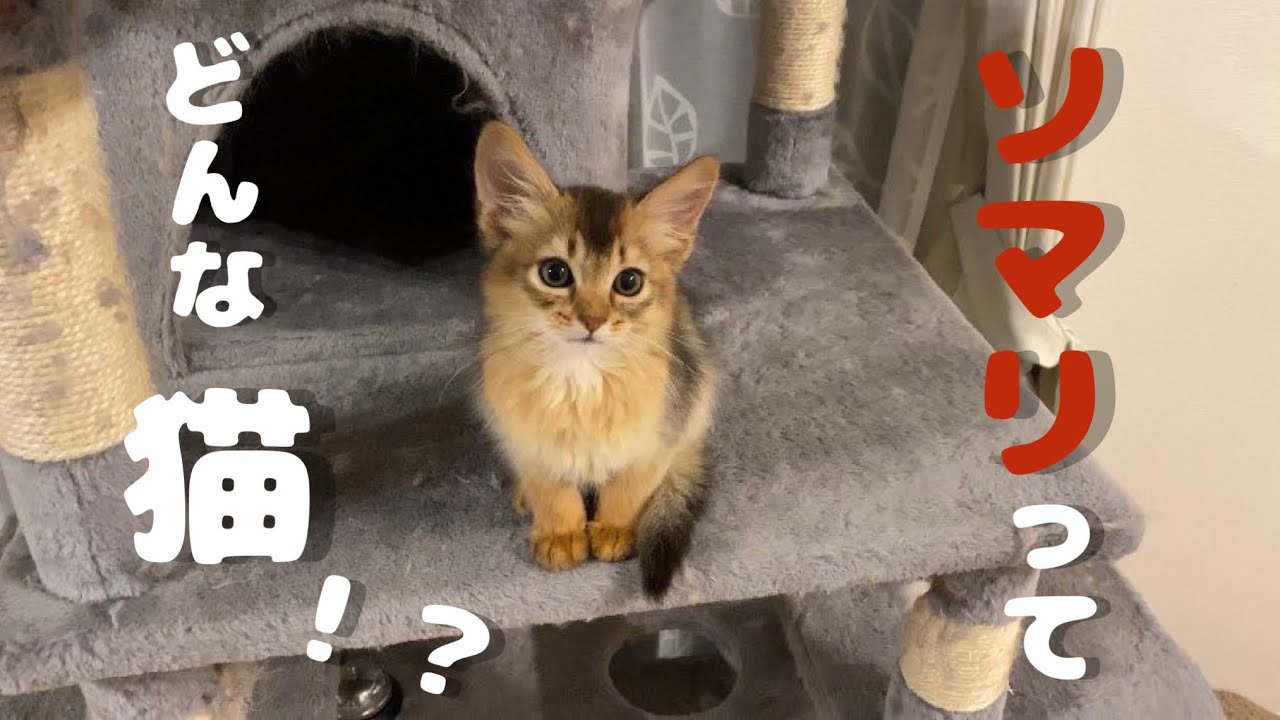 ソマリってどんな猫！？