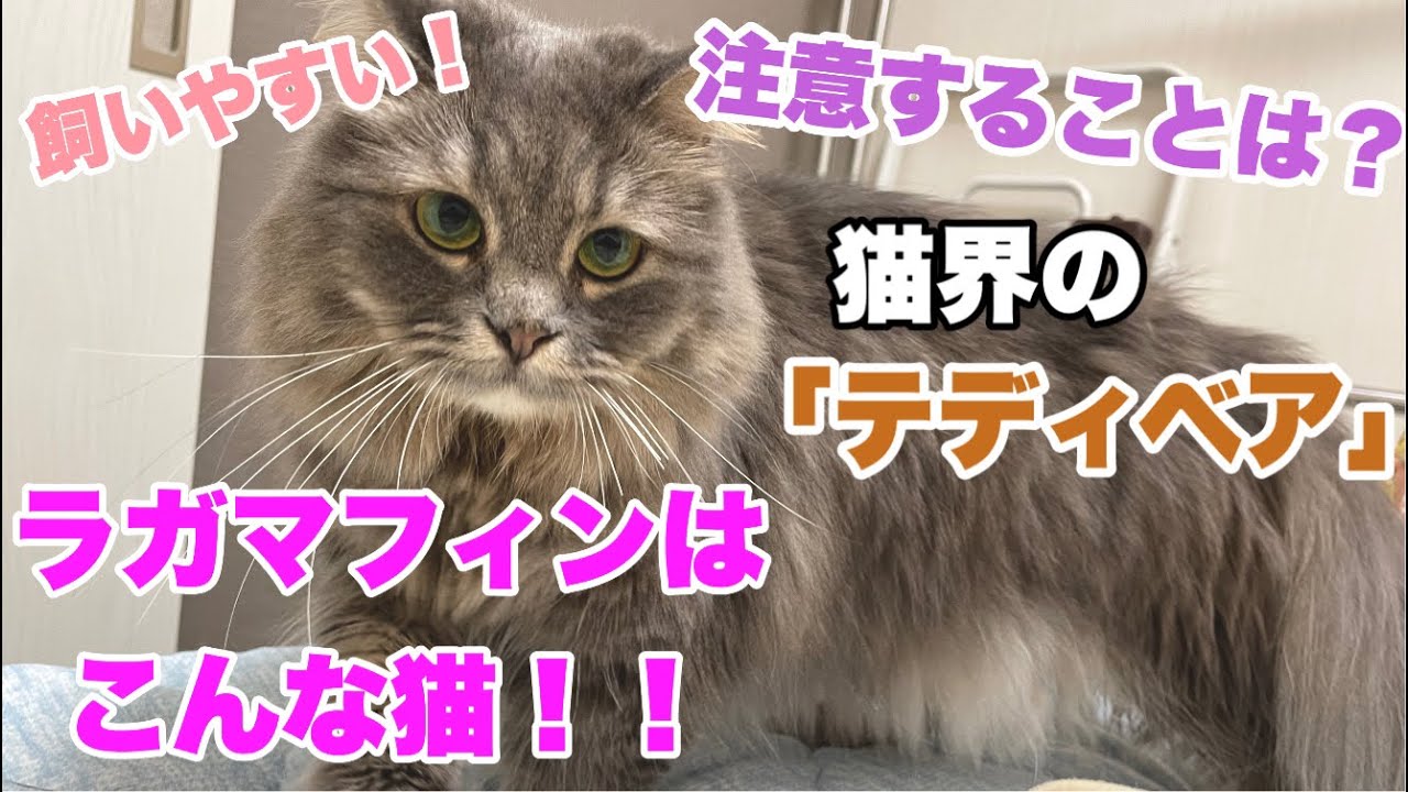 【飼いやすい】ラガマフィンってどんな猫？
