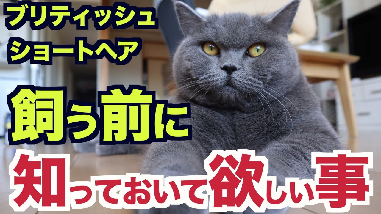 ブリティッシュショートヘア飼う前に知っておいて欲しいこと