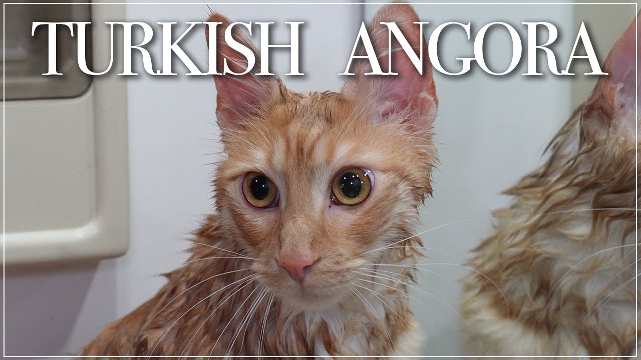 【リオンちゃん】ターキッシュアンゴラって知ってる？【日本ではレア猫】