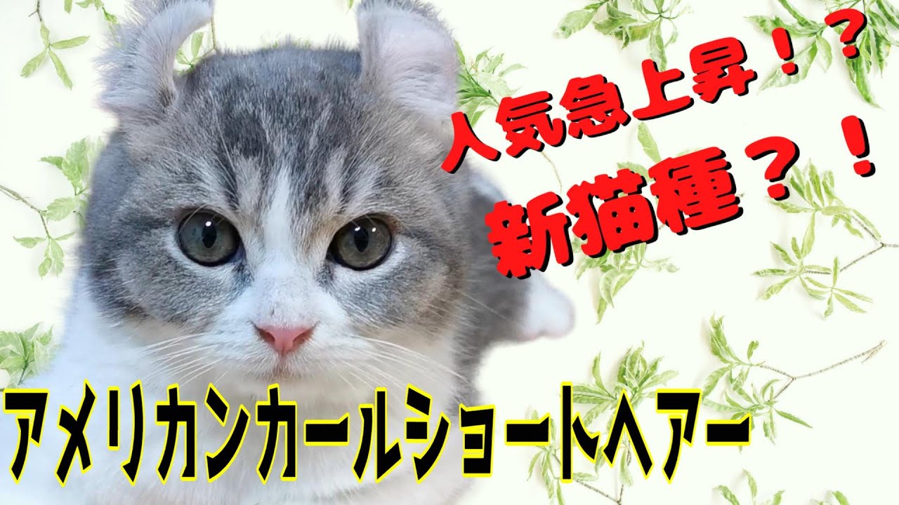 人気ランキング急上昇！アメリカンカールショートヘアーの特徴【多頭飼いに最適】Characteristics of American Curl