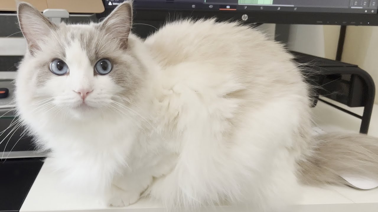 ラグドール猫だけは絶対に飼ってはいけません…おすすめしない11の理由！【かわいい】