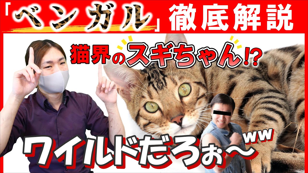 【ベンガルの魅力編#4】現役猫ブリーダーがベンガルの性格や特徴を詳しくご紹介！この種類の性格は唯一無二！？ベンガル好きがハマる理由が分かります！