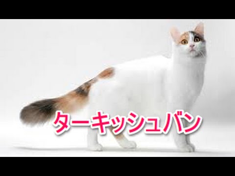 【猫図鑑】ターキッシュバン