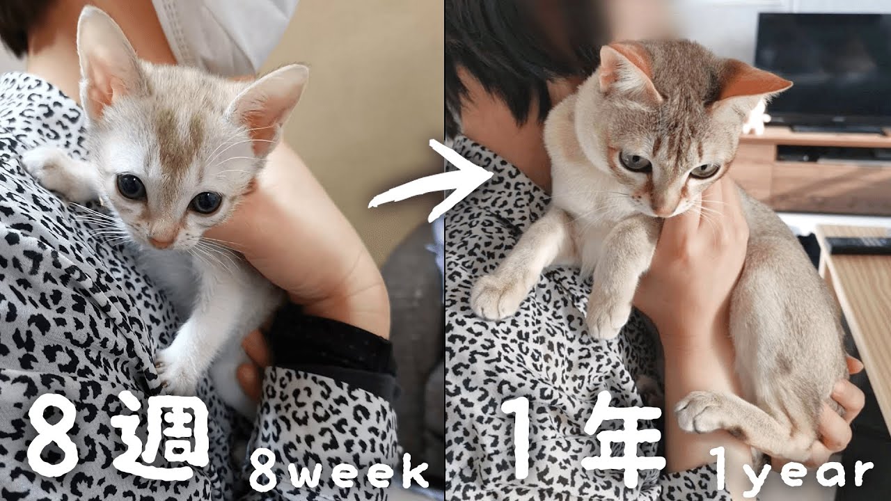 【世界最小ネコ】シンガプーラのルルと暮らして１年が経ちました！【体重・費用まとめ】