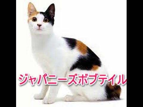 【猫図鑑】ジャパニーズボブテイル