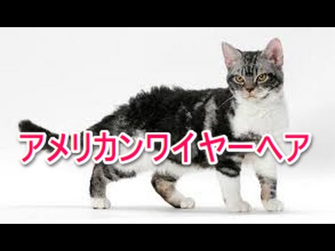 【猫図鑑】アメリカンワイヤーヘア