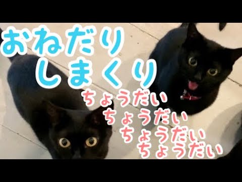 【4匹の黒のボンベイ猫】ご飯が待ちきれない！食後に顔を洗う☆ A cat that can't wait for rice！Black bombay cat