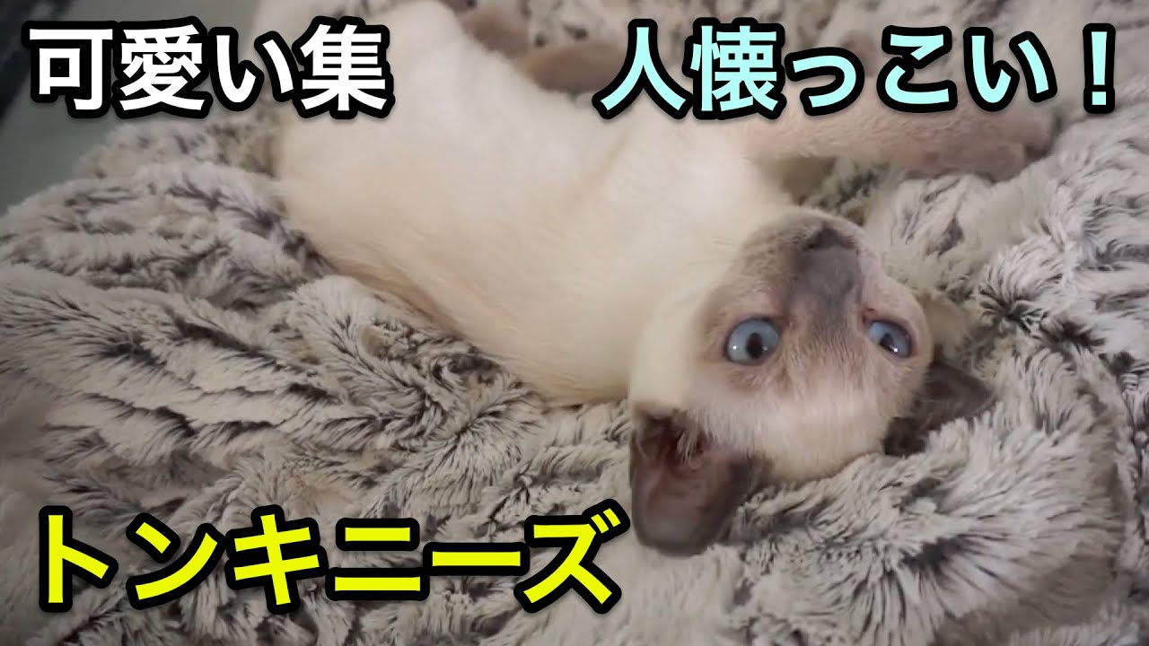 【トンキニーズ】レア猫、賢い甘えん坊ちゃん！トンキニーズの可愛い集【猫】