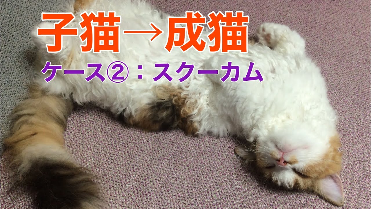 【スクーカムのネネちゃん】子猫→成猫への成長記録ケース②スクーカム