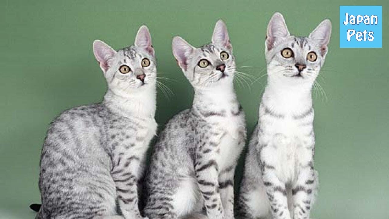 エジプトと深い関係を持つ猫”エジプシャンマウ”性格と価格を探る！ - Japan Pets