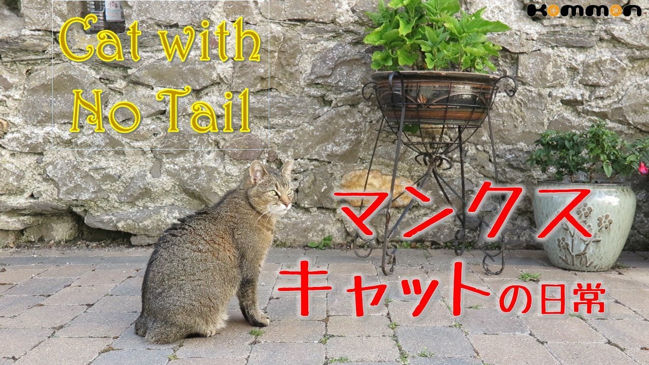 MANX CAT's  routine マンクスキャットの日常