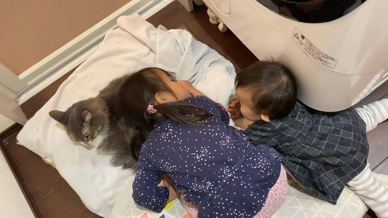マイペースな娘に寄り添う猫　ノルウェージャンフォレストキャット　ラガマフィンA cat snuggling up to a daughter who is at her own pace.