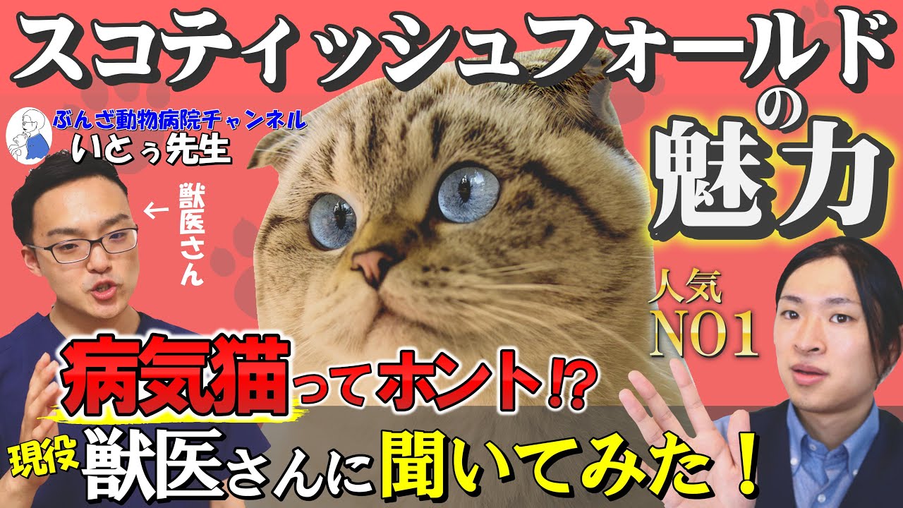 【スコティッシュフォールドの魅力】病気になりやすいはウソ!?現役ブリーダーが飼いやすさや飼育時の注意点も解説！