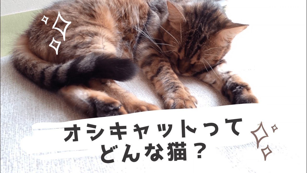オシキャットの性格や特徴をりおっちと学ぼう！　猫動画