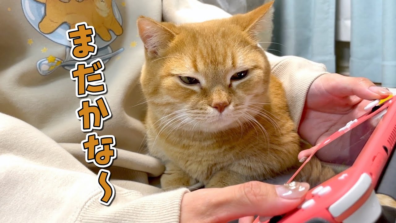 ポケモンを始めると必ずやってきて圧をかけてくる猫が可愛い！