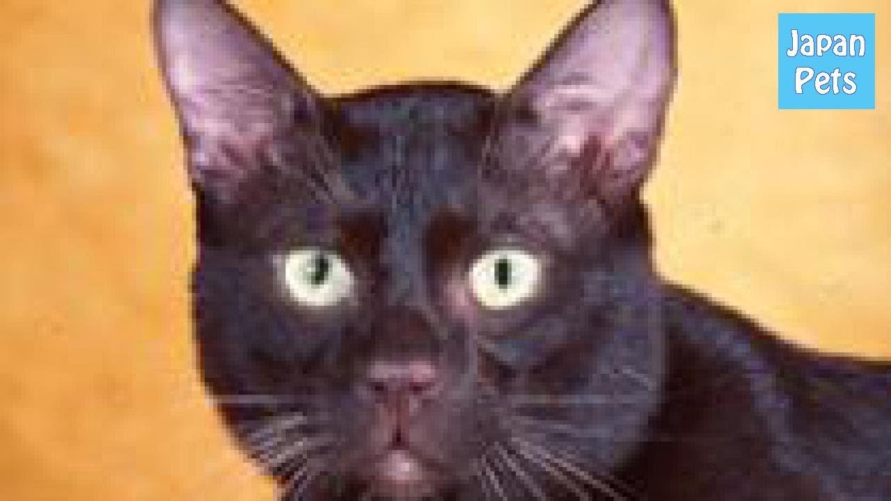 ほとんど知られていない猫！ハバナブラウンのルーツと特徴、性格は？ - Japan Pets