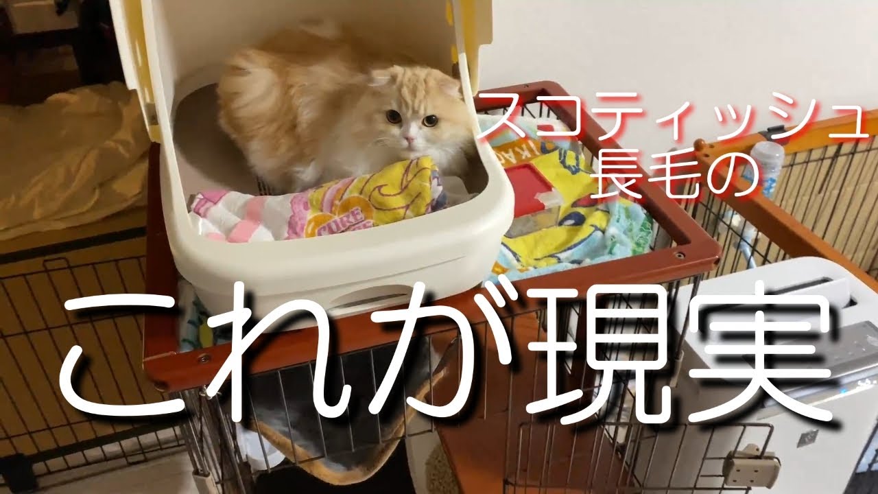 episode47スコティッシュフォールド長毛を検討している方に見てほしい