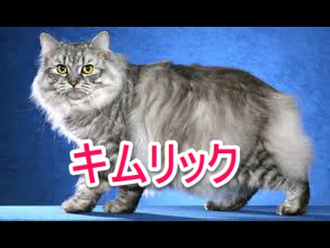 【猫図鑑】キムリック