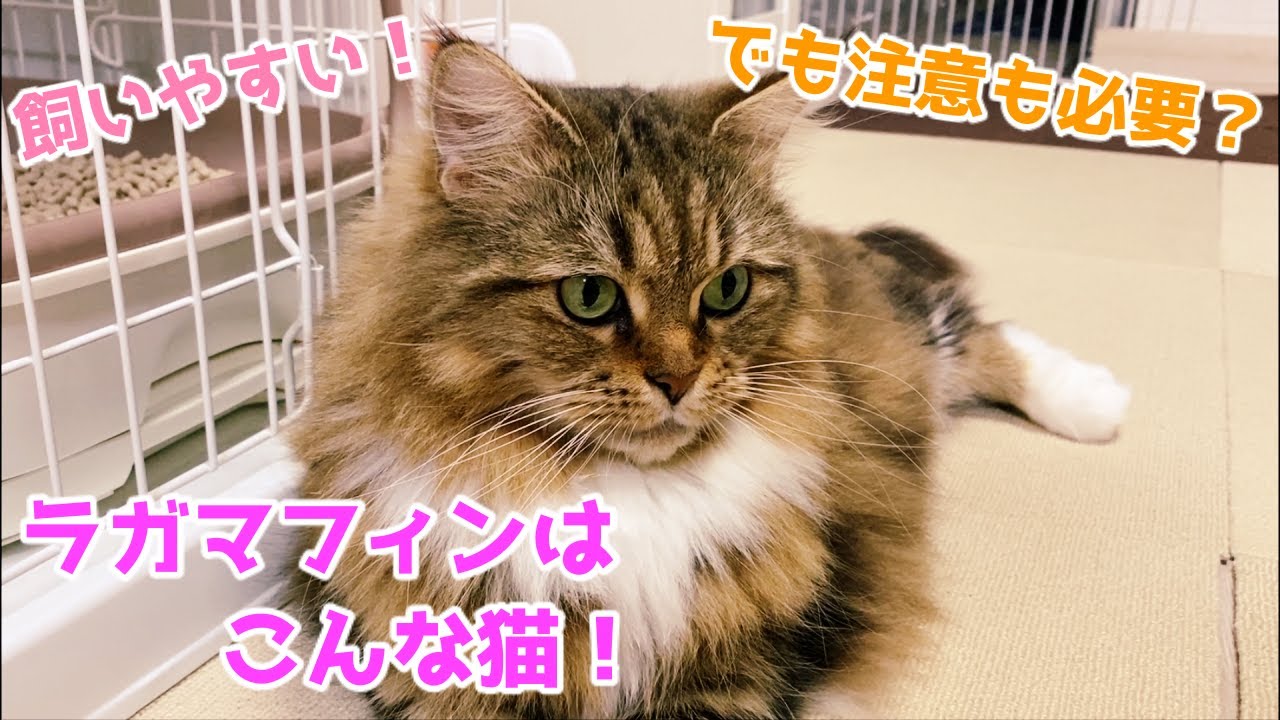 【飼いやすいです】ラガマフィンってどんな猫？