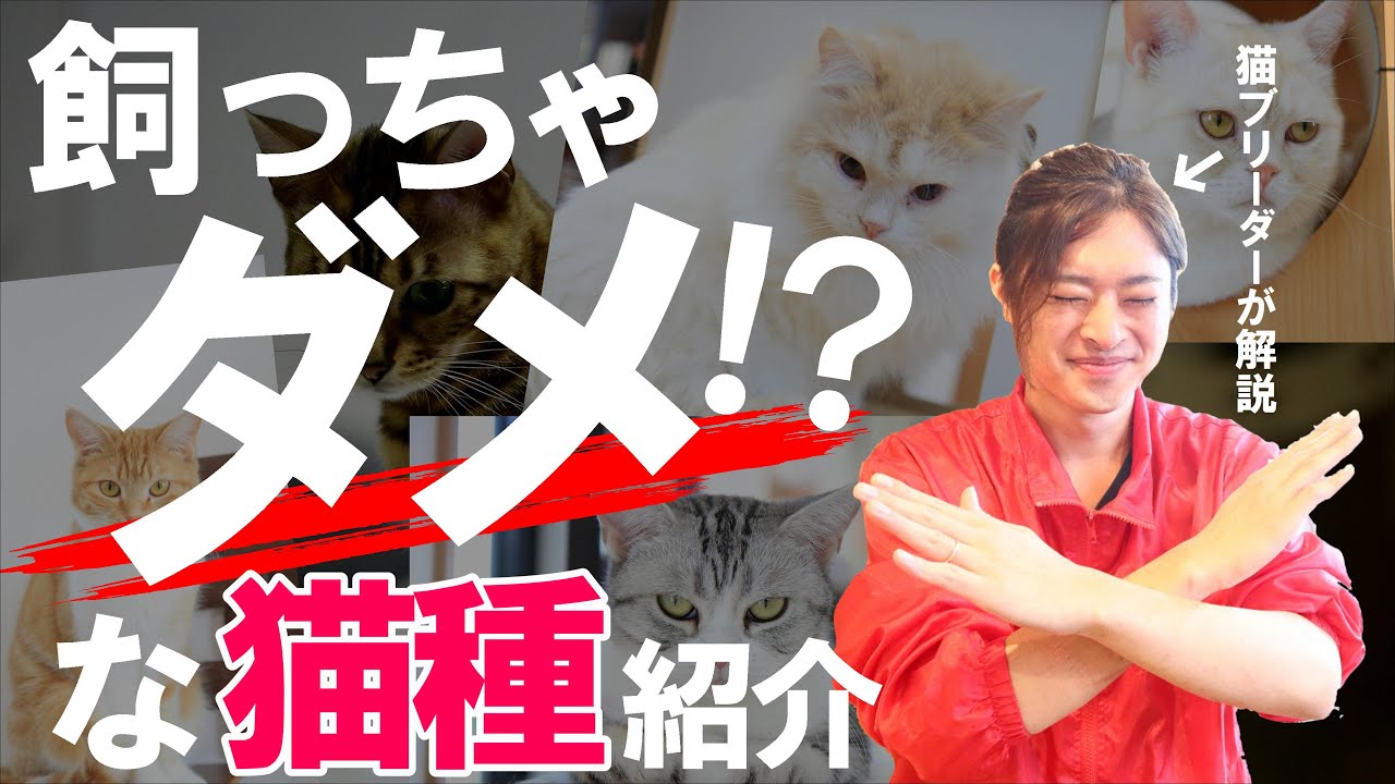 【猫を飼う前に見て!!】猫ブリーダーが教える「飼いにくい猫種」5選。