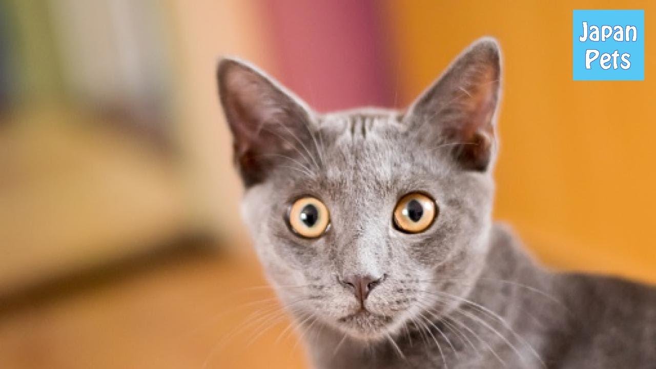 ”幸運を呼ぶ猫”といわれる入手困難なコラットの価格と性格を知ろう - Japan Pets