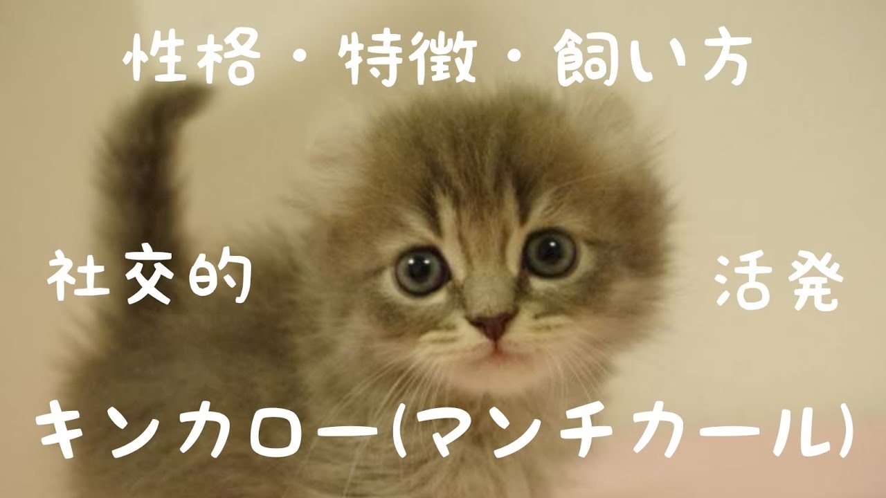 キンカロー(マンチカール)の性格や特徴などなど解説