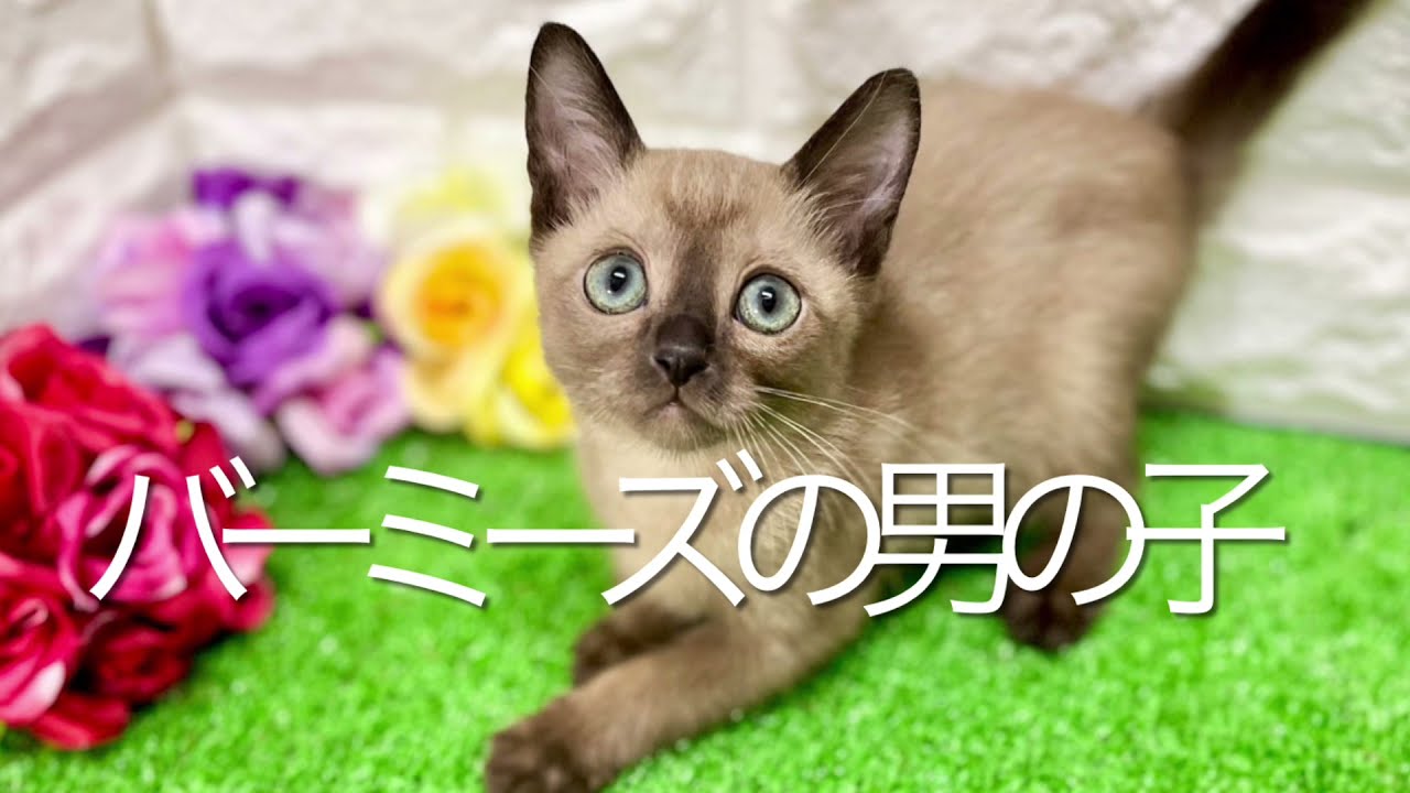 バーミーズの子猫　（中之島）