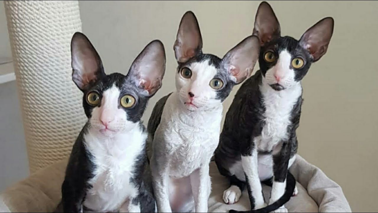 Lovely and Cute Cornish Rex Cat Compilation : コーニッシュレックス