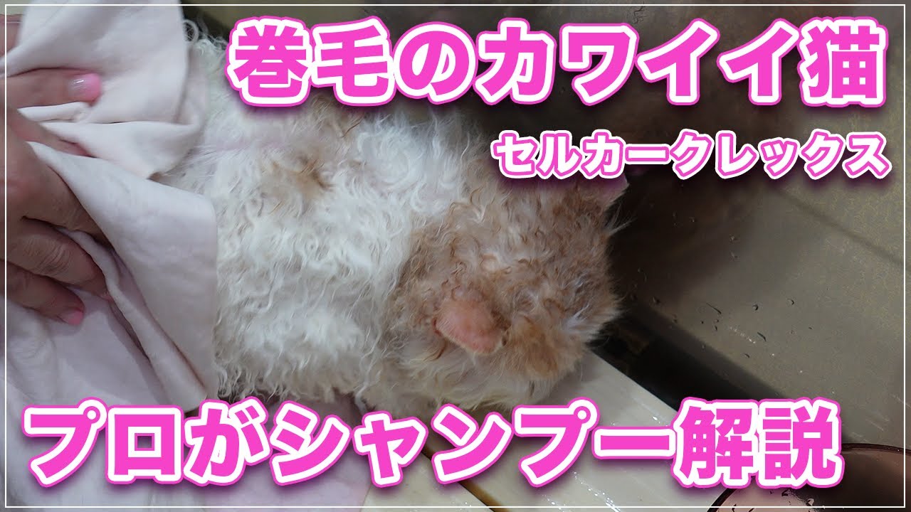 【視聴注意】猫のタマタマが映りますｗ巻毛で人気の猫種セルカークレックスのシャンプーをプロが解説【セルカークレックスLH】