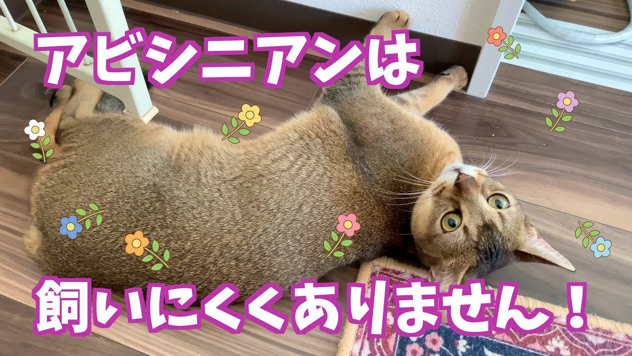 アビシニアンを飼ってみて感じたこと