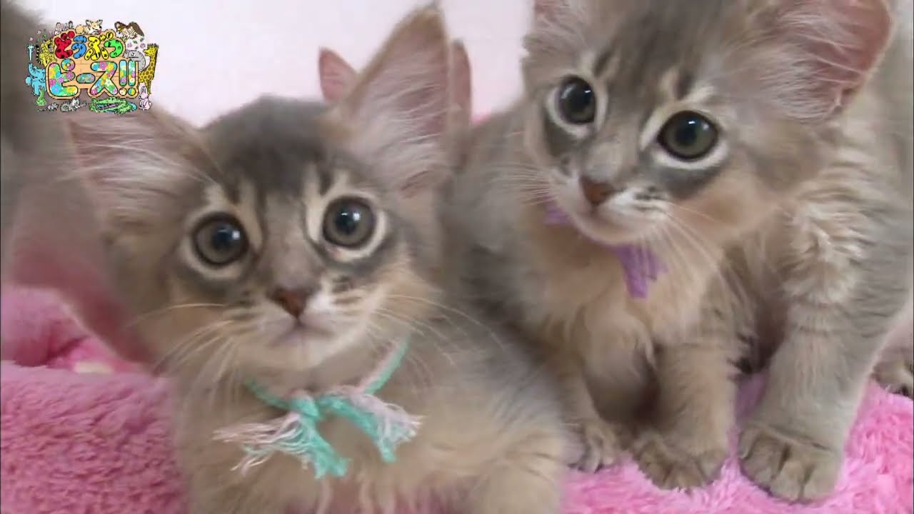 【ソマリ】キャットタワー　ふかふか　ハプニング【かわいい猫まとめ動画】