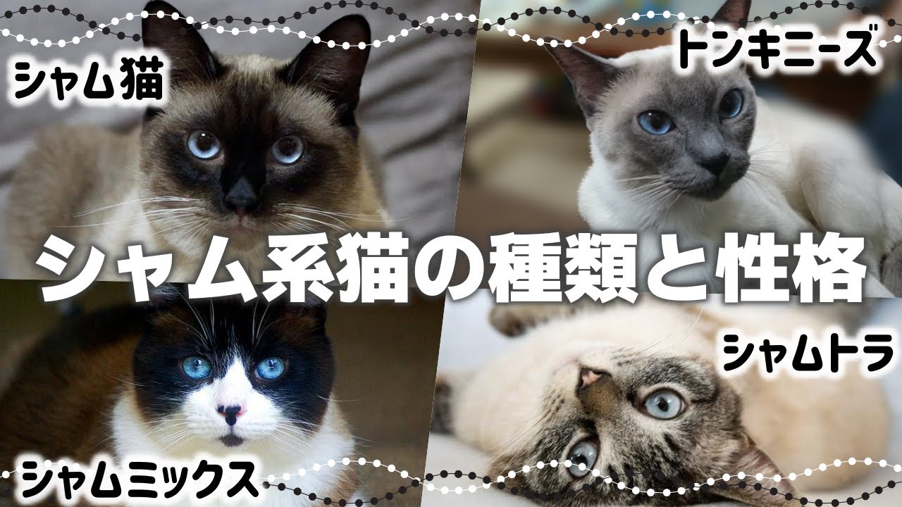 【シャム系猫4種の特徴】ポイントカラーとは｜毛色で分かる猫の性格