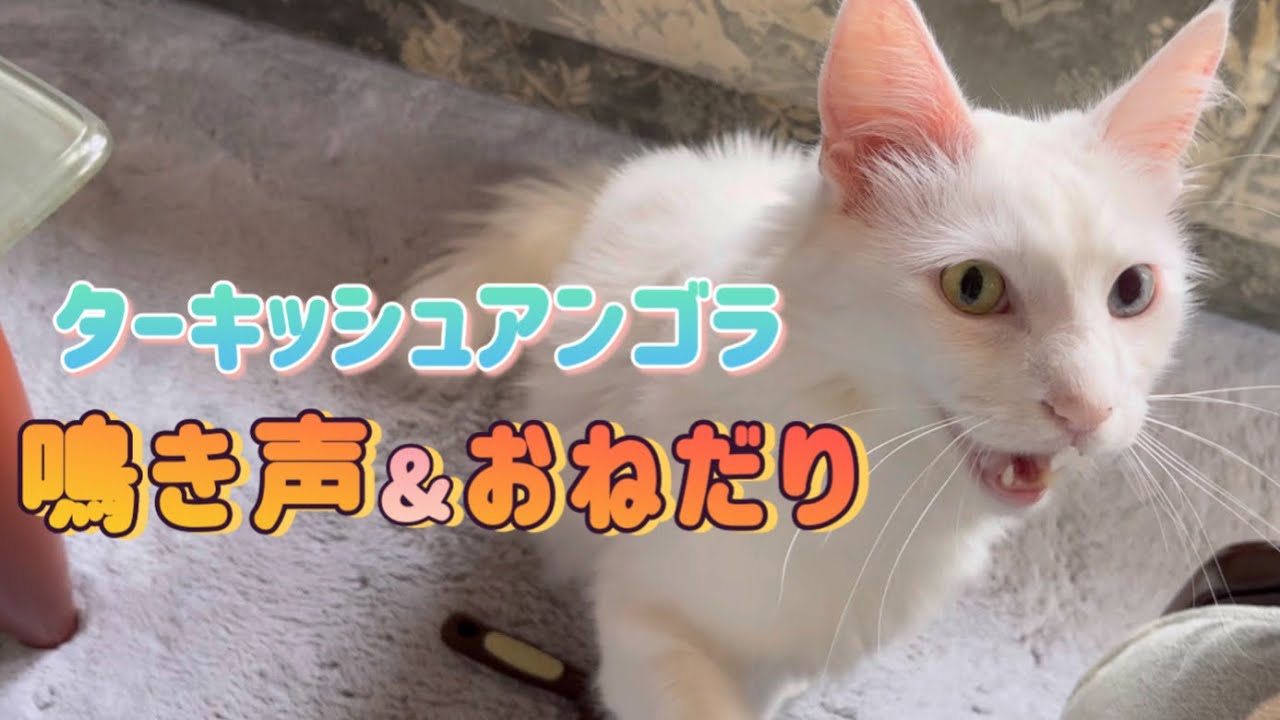 【猫の鳴き声】ターキッシュアンゴラのおねだり！鳴き声が意外と…！？