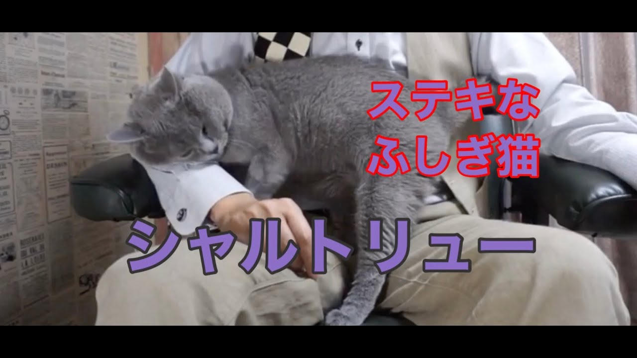 シャルトリュー 不思議猫の魅力