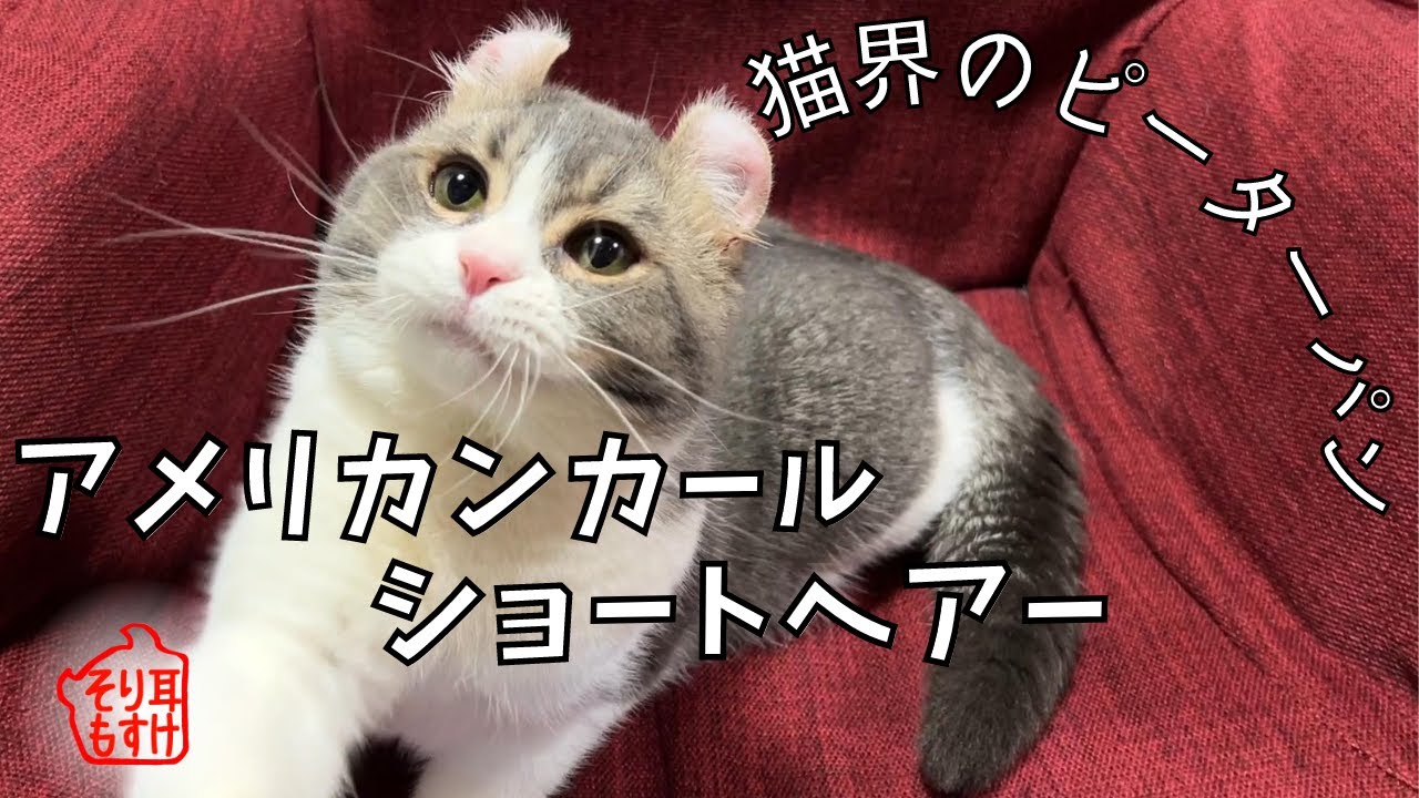 アメリカンカールをただの耳が反った猫だと思っていませんか　Curl ear cat has a personality like Peter Pan