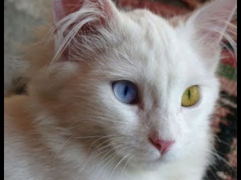 トルコから出国禁止の「ターキッシュバン（ヴァン猫）」がかわいい♡～Turkish Van
