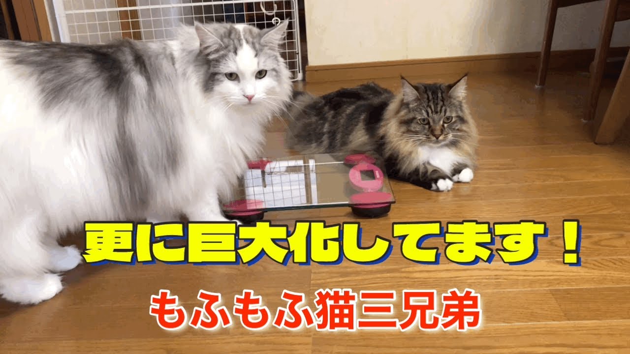 巨大化が止まらないラガマフィンもふもふ三兄弟達！体重測定したら更に大きくなっていました！
