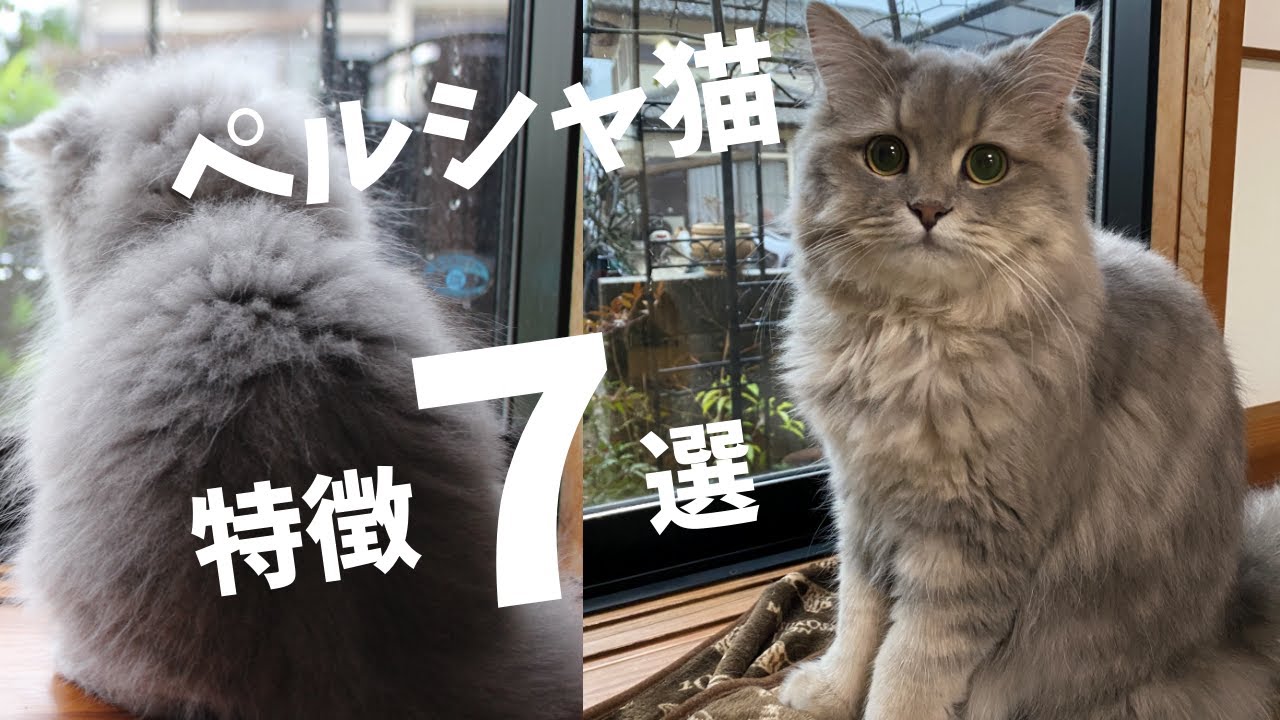 【ペルシャ猫】【可愛いネコ】の特徴を７個まとめてみた！