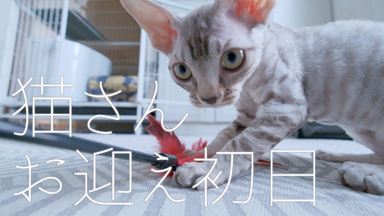 エイリアンキャットが家に来た／デボンレックス
