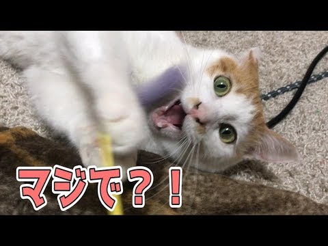 ニックが希少な種類の猫であることが判明！？その種類とは・・・！