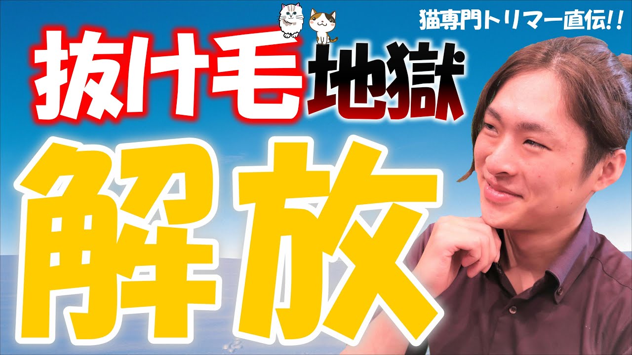 【抜け毛地獄からの解放!!】たったコレだけで猫の「抜け毛」が変わる！？ブリーダーが抜け毛の対策と予防方法を教えます！
