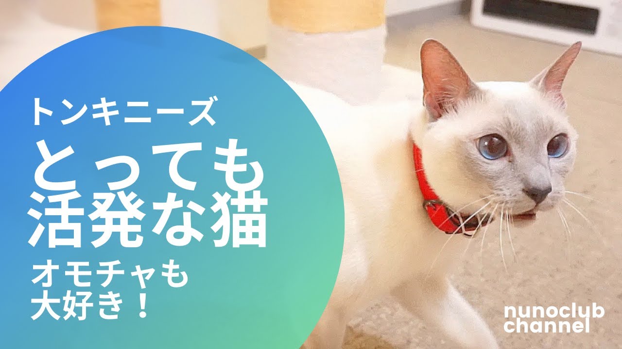 猫種・トンキニーズ　とっても活発で運動量のある猫ちゃん