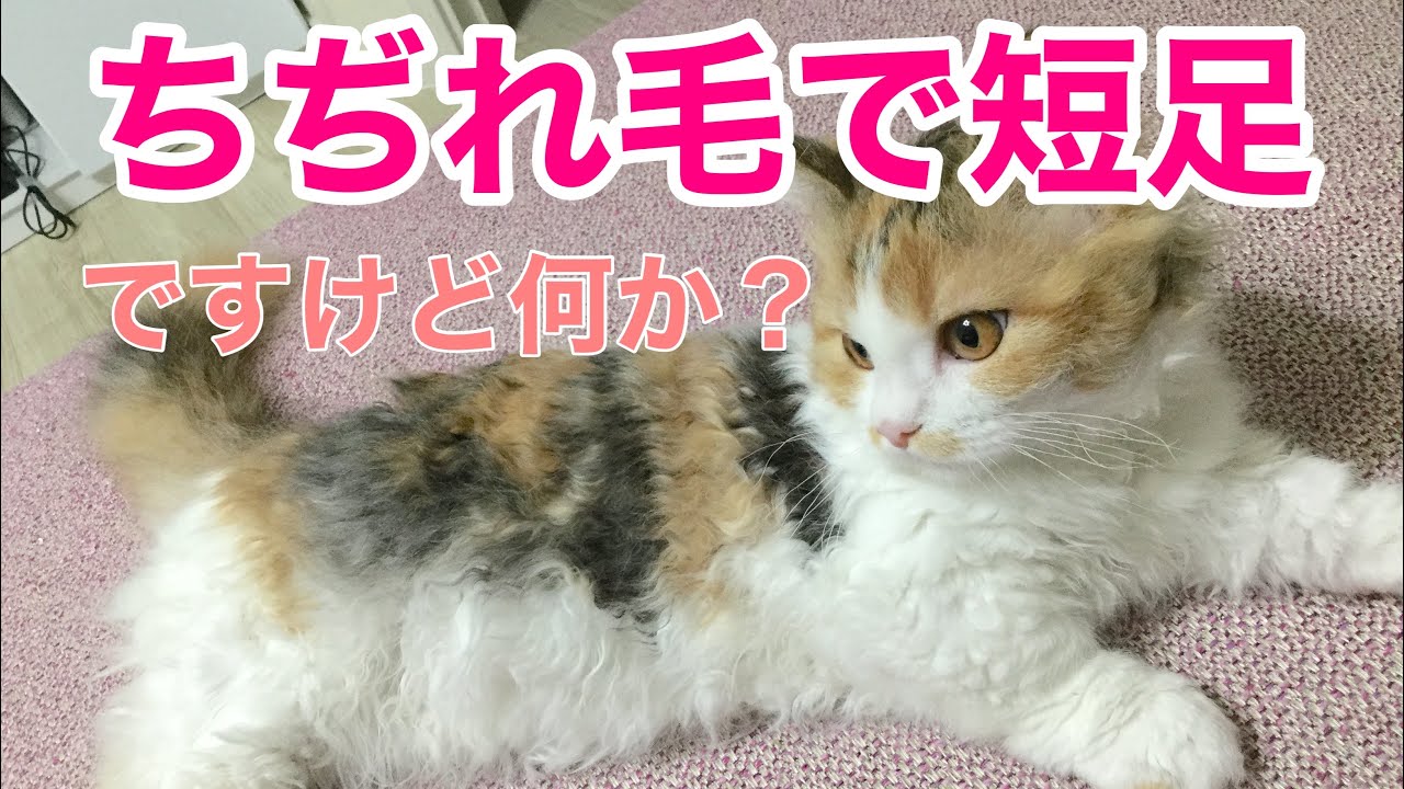 ちぢれ毛で短足猫ちゃん【スクーカムのネネちゃん】