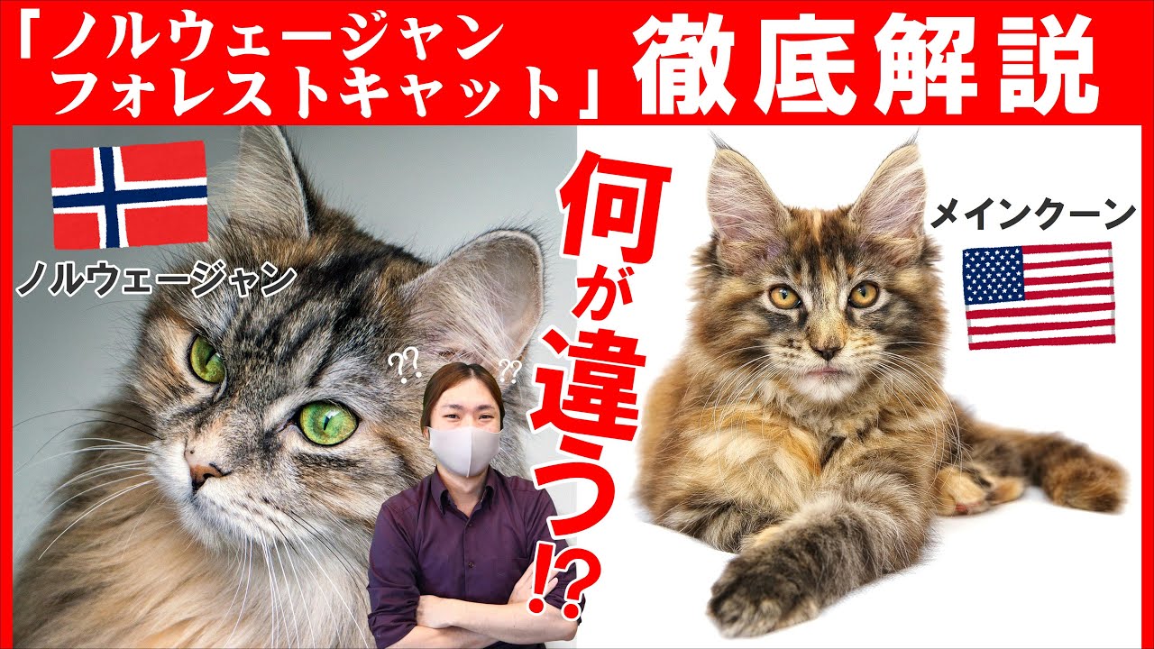 【ノルウェージャンフォレストキャットの魅力】神話にも登場する神秘的な猫！メインクーンやサイベリアンとの違いもご紹介！猫種紹介コーナー#2