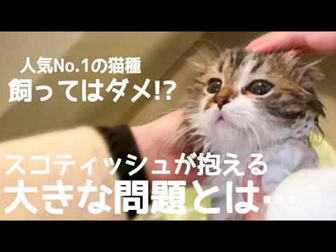 人気No.1の猫種『スコティッシュフォールド』は飼ってはダメ！？大きな問題とは