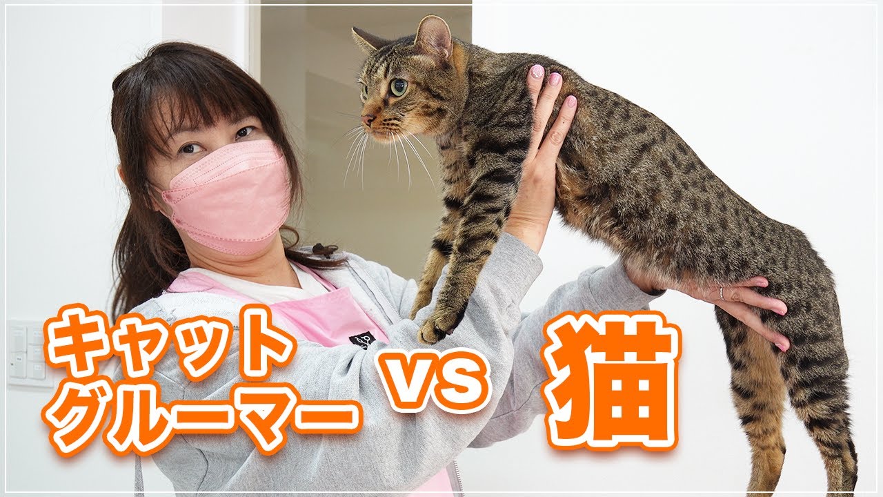 【ふうとくん】どうしても肩に乗りたい猫 vs 絶対に乗せたくないキャットグルーマーの戦い【オシキャット】