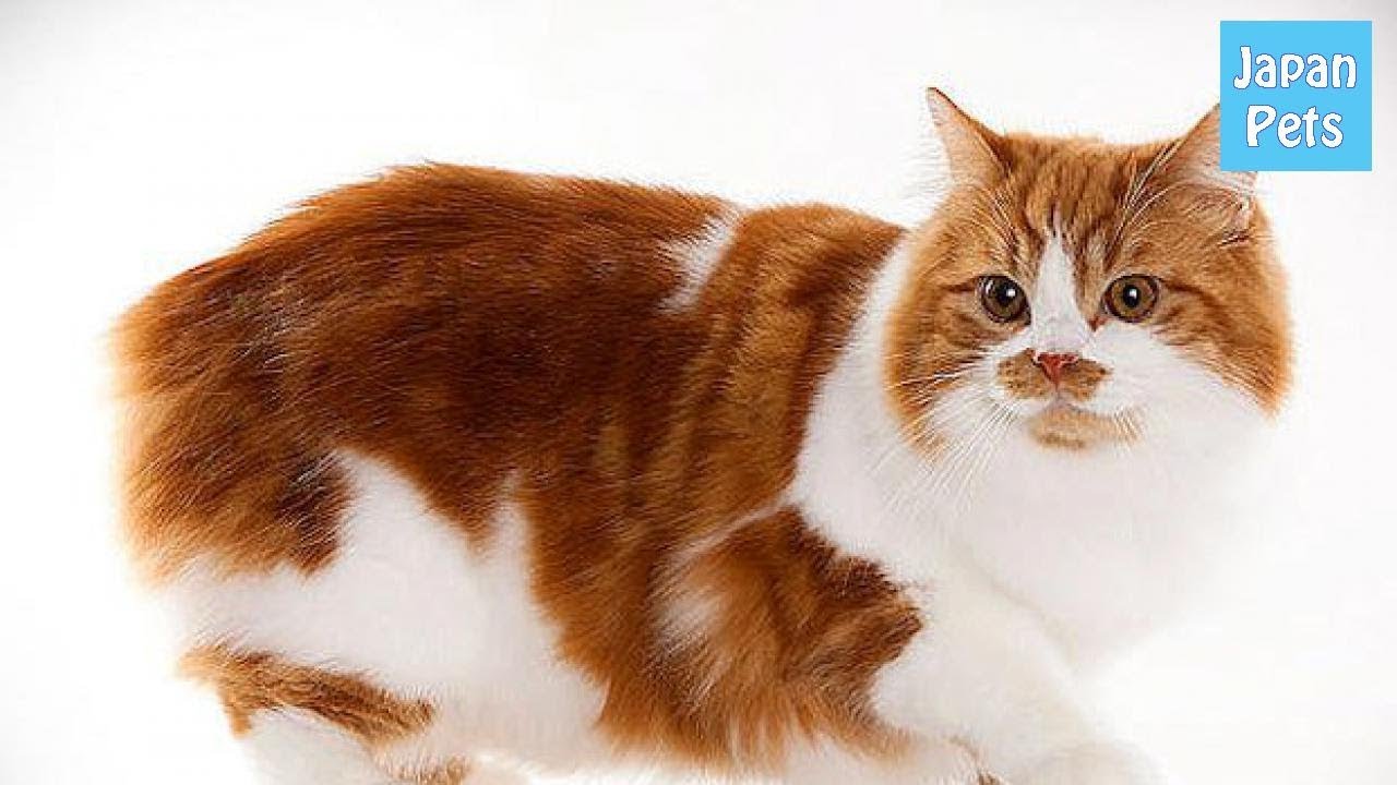 キムリックってどんな猫？キムリックの基本情報を教えちゃいます！ - Japan Pets